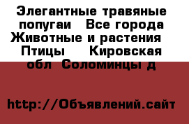 Элегантные травяные попугаи - Все города Животные и растения » Птицы   . Кировская обл.,Соломинцы д.